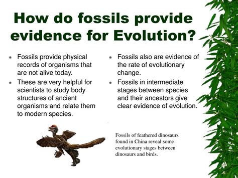 which describe transitional fossils.